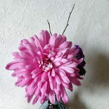 ヒメミズキの画像 by ハイオクさん | スターチスとダリアとヒメミズキと花のある暮らしと魔法の花瓶
