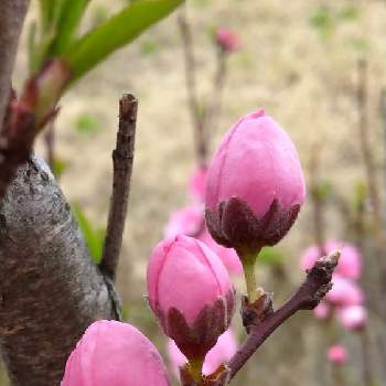 春の芽生えの画像 by お伽草詩さん | お出かけ先とホウキダチセイハナモモと春の芽生えと魅力的と陽当たりの良い場所と膨らんだ蕾と春の息吹と可愛いと開けた場所と桃色の蕾と春の花＊