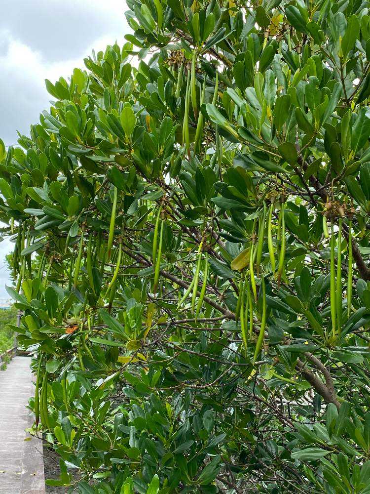 マングローブ オヒルギ 1本（個） 種子 観葉植物 花卉園芸 海外製