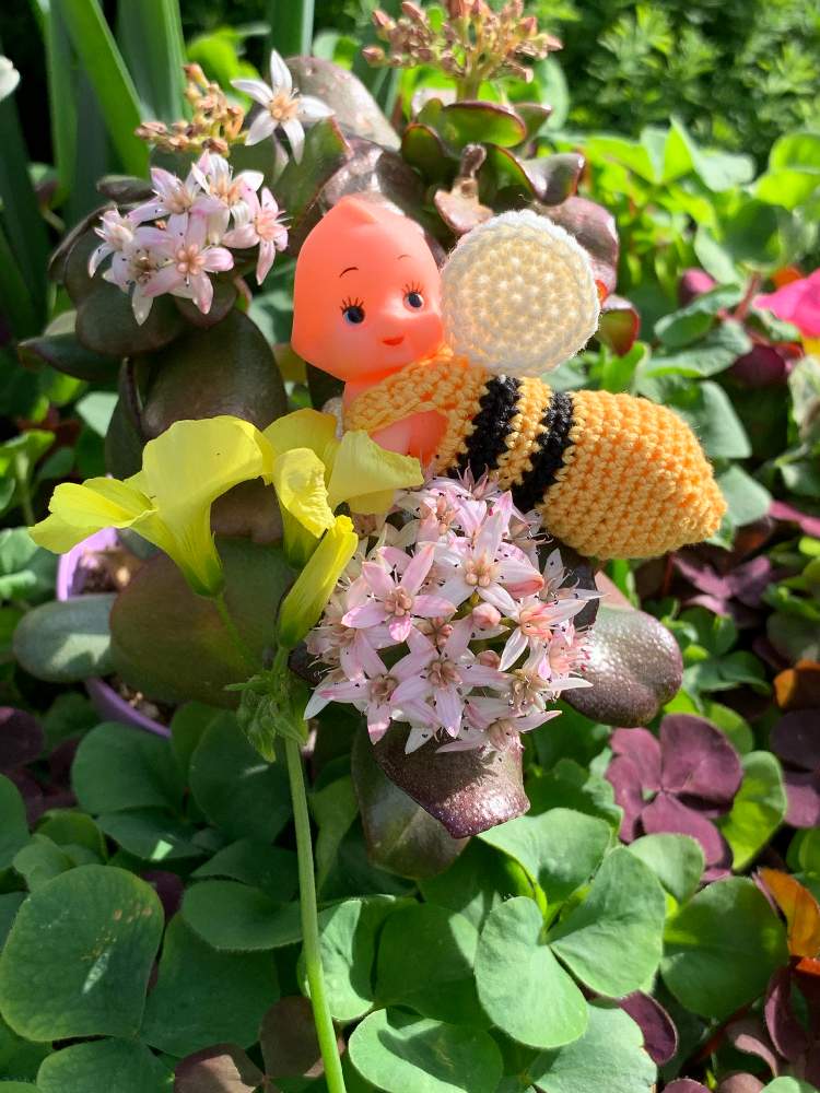 金の成る木 桜花月の投稿画像 By モフ子さん オオキバナ カタバミと多肉植物とお花 大好きと編みぐるみとマイガーデンと花のある暮らしと球根植物とダーリンお弁当お品書き 21月3月30日 Greensnap グリーンスナップ