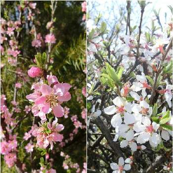 中国原産の投稿画像一覧 Greensnap グリーンスナップ