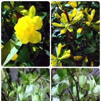 キャロライナジャスミンの投稿画像一覧 Greensnap グリーンスナップ