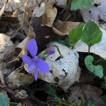 森散歩の投稿画像一覧 Greensnap グリーンスナップ