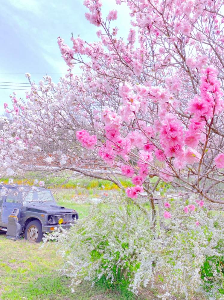 ピンク色の投稿画像 By おちょさん 華やかとさくら 桜 サクラとピンク大好きときれいな色と綺麗 ときれいな景色と公園の花と小さな公園 21月3月30日 Greensnap グリーンスナップ