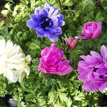 八重咲き アネモネの投稿画像一覧 Greensnap グリーンスナップ