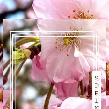 しだれ桜♪の画像 by 世津ちゃんさん | いなべ梅林公園としだれ桜♪