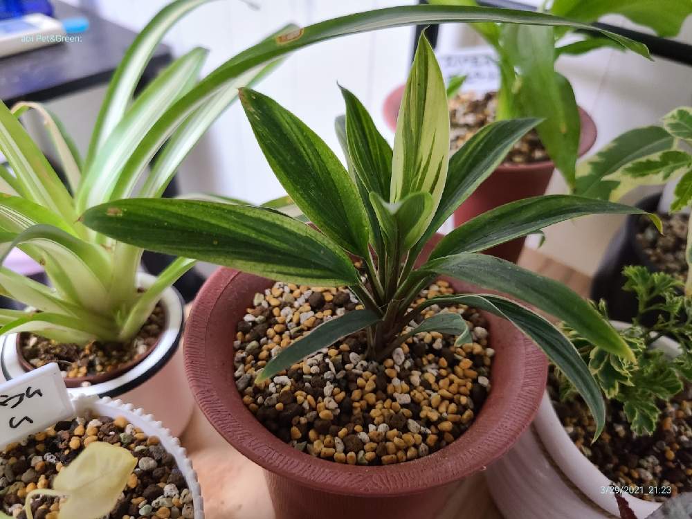 ドラセナの投稿画像 By あおい32さん 観葉植物と千葉県と斑入り と斑入り愛好家とダイソー産とフイラー 21月3月30日 Greensnap グリーンスナップ