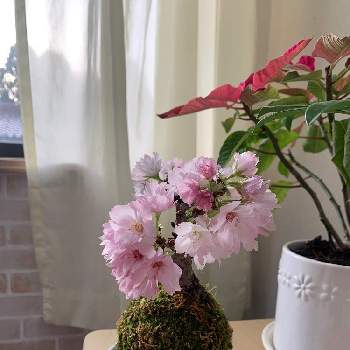 お部屋でお花見の画像 by ひろちゃんさん | 苔玉とお部屋でお花見と一才桜の苔玉とお部屋で観葉植物