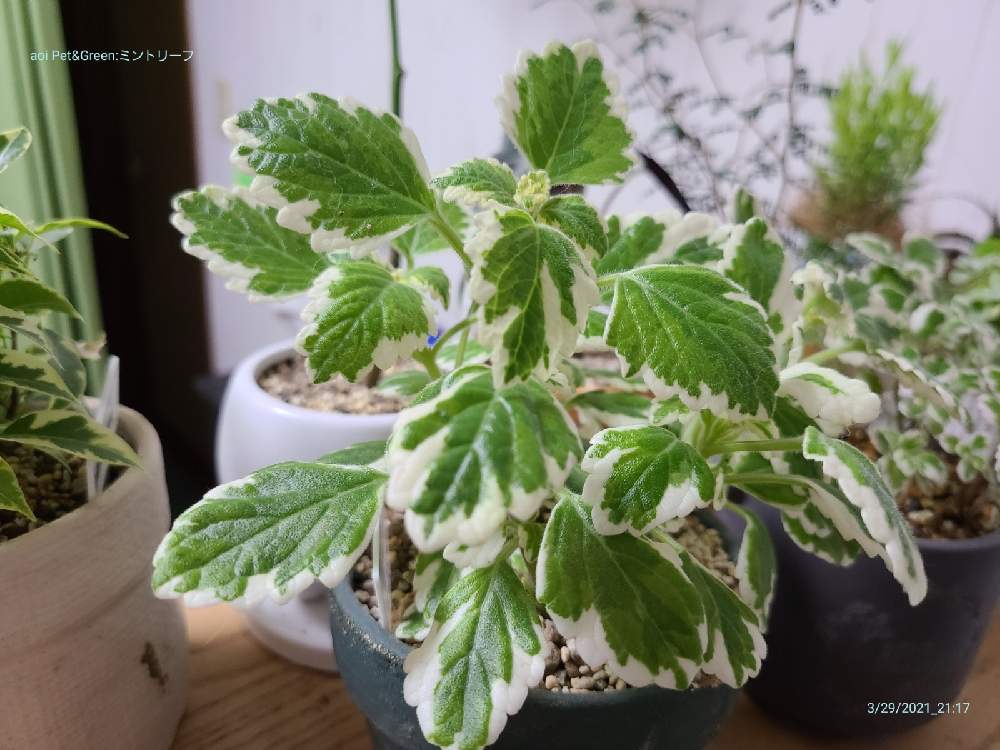 プレクトランサス ミントリーフの投稿画像 By あおい32さん 部屋と観葉植物と千葉県とハーブと斑入り と斑入り愛好家とフイラーと観葉植物と千葉県とハーブと斑入り と斑入り愛好家とフイラー 21月3月30日 Greensnap グリーンスナップ Greensnap
