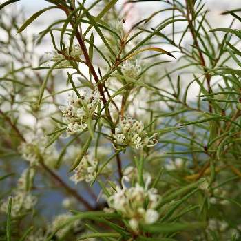 オーストラリア原産の投稿画像一覧 Greensnap グリーンスナップ