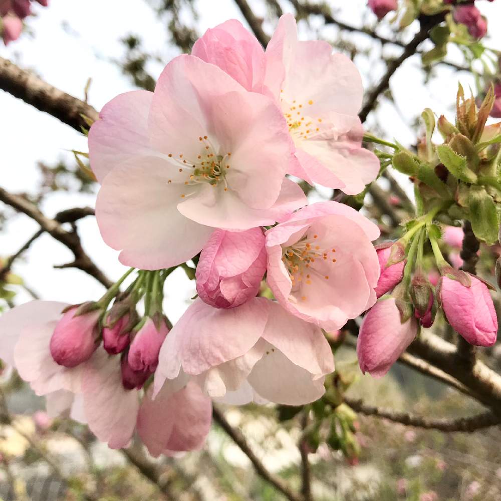 陽光桜の投稿画像 By Mokoさん スマホ撮影と癒しと3月と我が家と祈りとありがとうとピンクと綺麗と可愛すぎる と今日も元気でとキュンキュン と可愛いと花のある暮らしと令和三年とかわいいと 桜さくとさくらとiphone撮影と 21桜 フォトコンテスト 21月3月30日