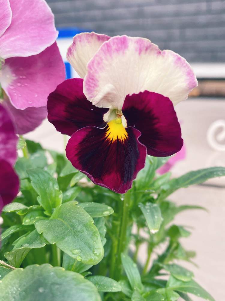 恋するパンジー さくらさくらの投稿画像 By まゆさん たねからの幸せとビオラ パンジーと種まきと欲しかった植物と植物だいすきと春の訪れと日向ぼっこ 21月3月30日 Greensnap グリーンスナップ