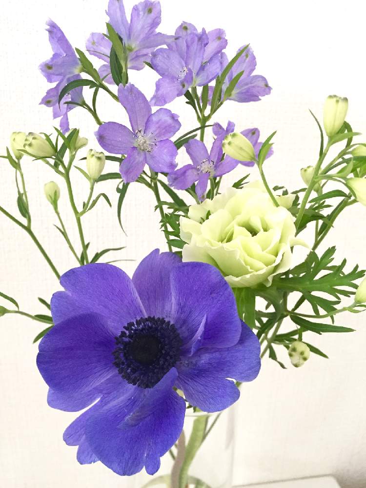 アネモネの投稿画像 By ともよさん アネモネとデルフィニウムとハナノヒと季節の花と花のある暮らしとお花のある生活と白い花と日比谷花壇と紫の花と切り花 21月3月30日 Greensnap グリーンスナップ