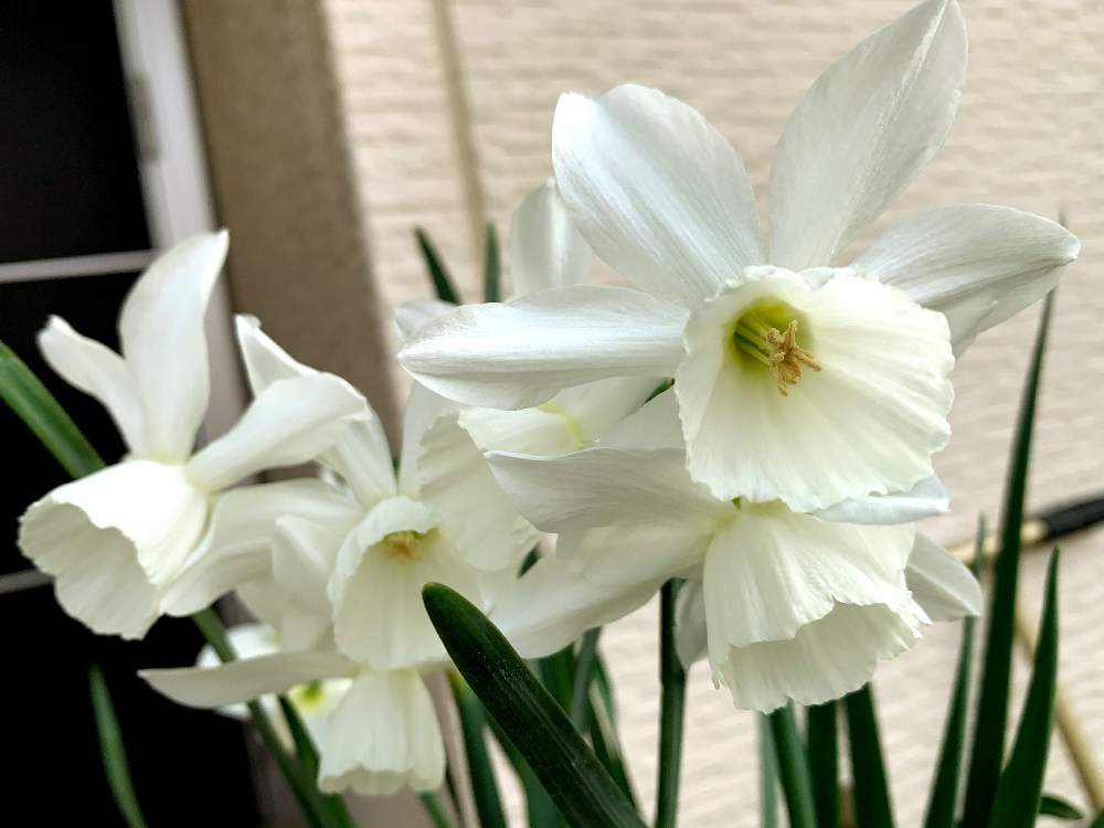 水仙の投稿画像 By まめさん スイセン タリアと 秋植え球根21 フォトコンテスト 21月3月30日 Greensnap グリーンスナップ