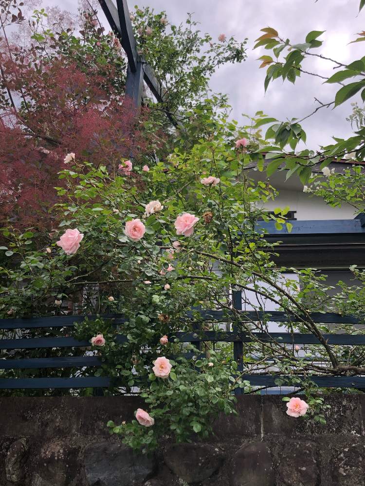 スモークツリー グレイスの投稿画像 By のーさん バラ ニュードーンとスモークツリーとナチュラルが好きと自己流ガーデニングと富山支部と自然風の庭作りとマイガーデンと庭作りと植中毒と花のある暮らしと地植え 21月3月30日 Greensnap グリーンスナップ