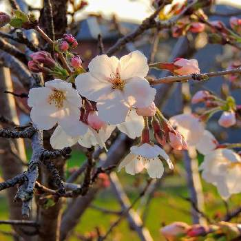 そめいよしのの画像 by saburosunさん | 広い庭とソメイヨシノとさくら 桜 サクラとさくらとそめいよしの