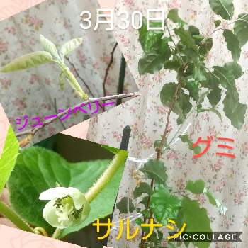 ビックリグミの育て方 植え付けや剪定の時期 挿し木の方法は Greensnap グリーンスナップ