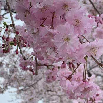 八重紅枝垂桜の投稿画像一覧 Greensnap グリーンスナップ