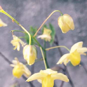 標準和名普及委員会の投稿画像一覧 Greensnap グリーンスナップ