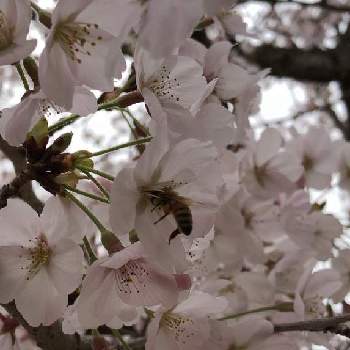 花と蜂の画像 by にゃんつんさん | お出かけ先と植物大好きと花と蜂と群馬県太田市と大光院と『2021桜』フォトコンテスト