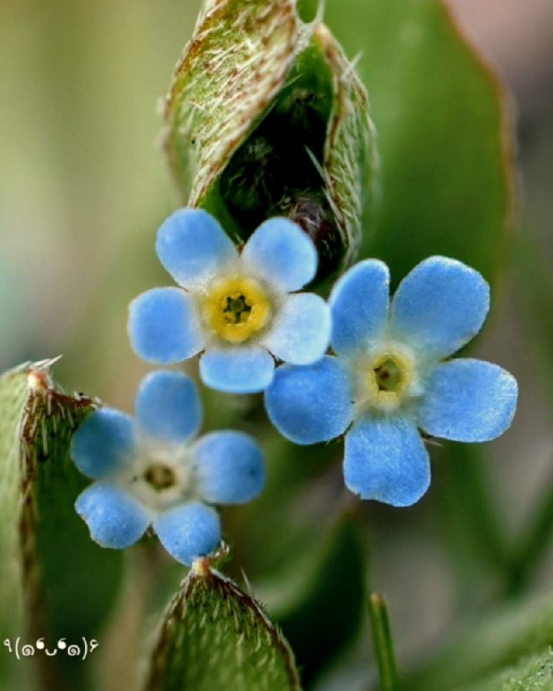 キュウリグサの投稿画像 By ムラタヌキさん 観察と山野草と一眼レフ撮影とマクロ撮影と越年草と可愛い と雑草と綺麗 と火曜はマクロの発表会と県東部と休耕田 21月3月30日 Greensnap グリーンスナップ キュウリグサの投稿画像 By ムラタヌキさん 観察と山野草と一眼レフ撮影とマクロ撮影と越年草と可愛い と雑草と綺麗 と火曜はマクロの発表会と県東部と休耕田 21月3月30日 Greensnap グリーンスナップ