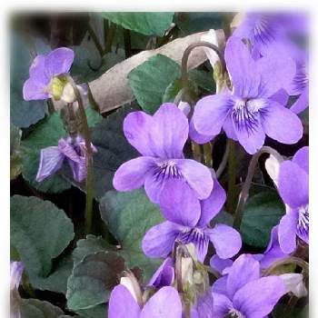 タチツボスミレ♡の画像 by Yしのぶさん | お出かけ先とはなのある暮らしと花に癒されと紫の花好きとタチツボスミレ♡と綺麗✨