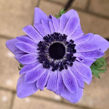 ワールドフラワー梶ヶ谷の投稿画像一覧 Greensnap グリーンスナップ