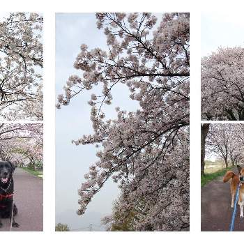 愛犬と散歩の画像 by たかこさん | お出かけ先と愛犬と散歩と愛犬と愛犬とお花とさくら