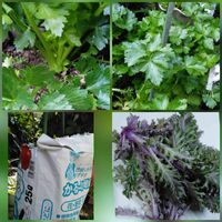 セロリ, ケール,ケール,自分らしくね,ベテラン乙女倶楽部の画像