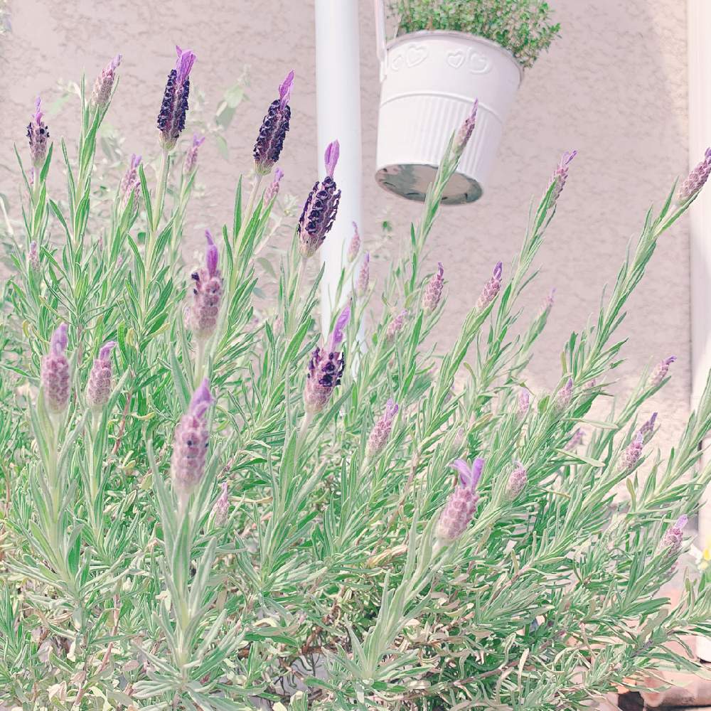 春のお花の投稿画像 By Sallyさん 冬越しラベンダーと春の庭とおうち園芸とラベンダー とハーブとラベンダー好きとガーデニングと花のある暮らし 21月3月30日 Greensnap グリーンスナップ