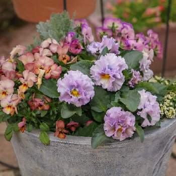 ビオラ ビビ マンゴーアンティークの投稿画像一覧 Greensnap グリーンスナップ