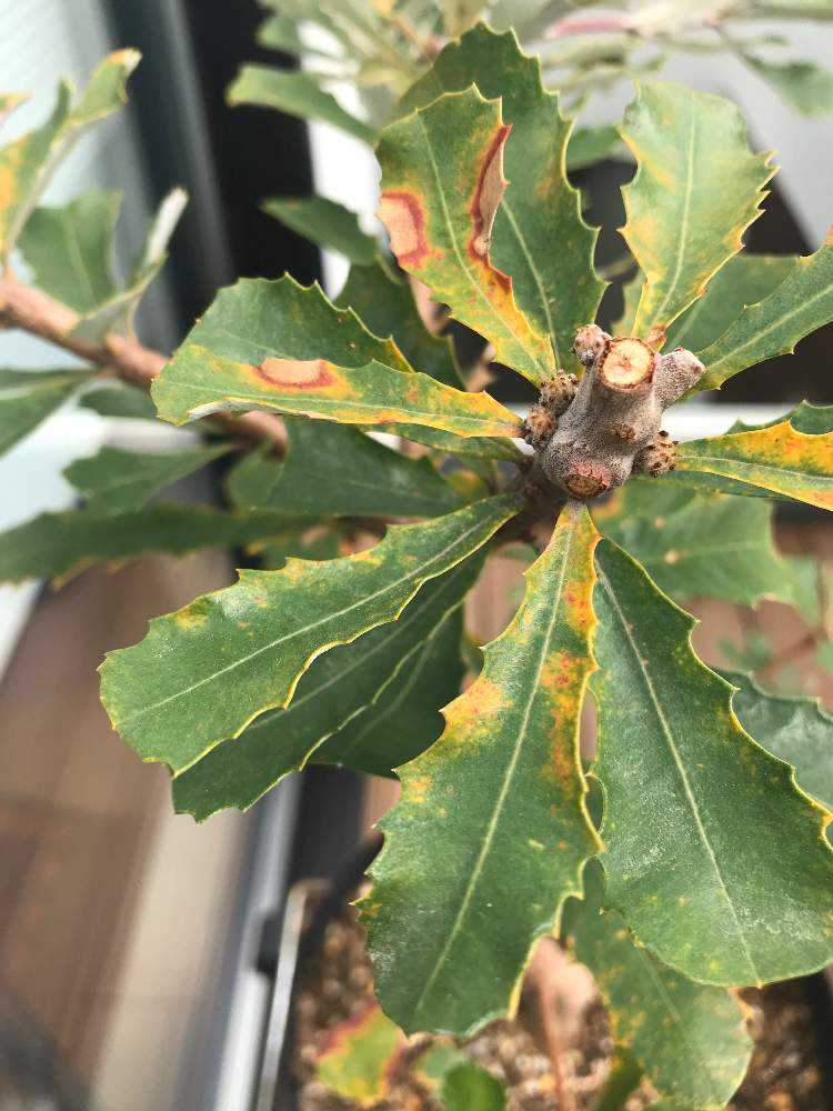 バンクシアの新芽｜🍀GreenSnap（グリーンスナップ）