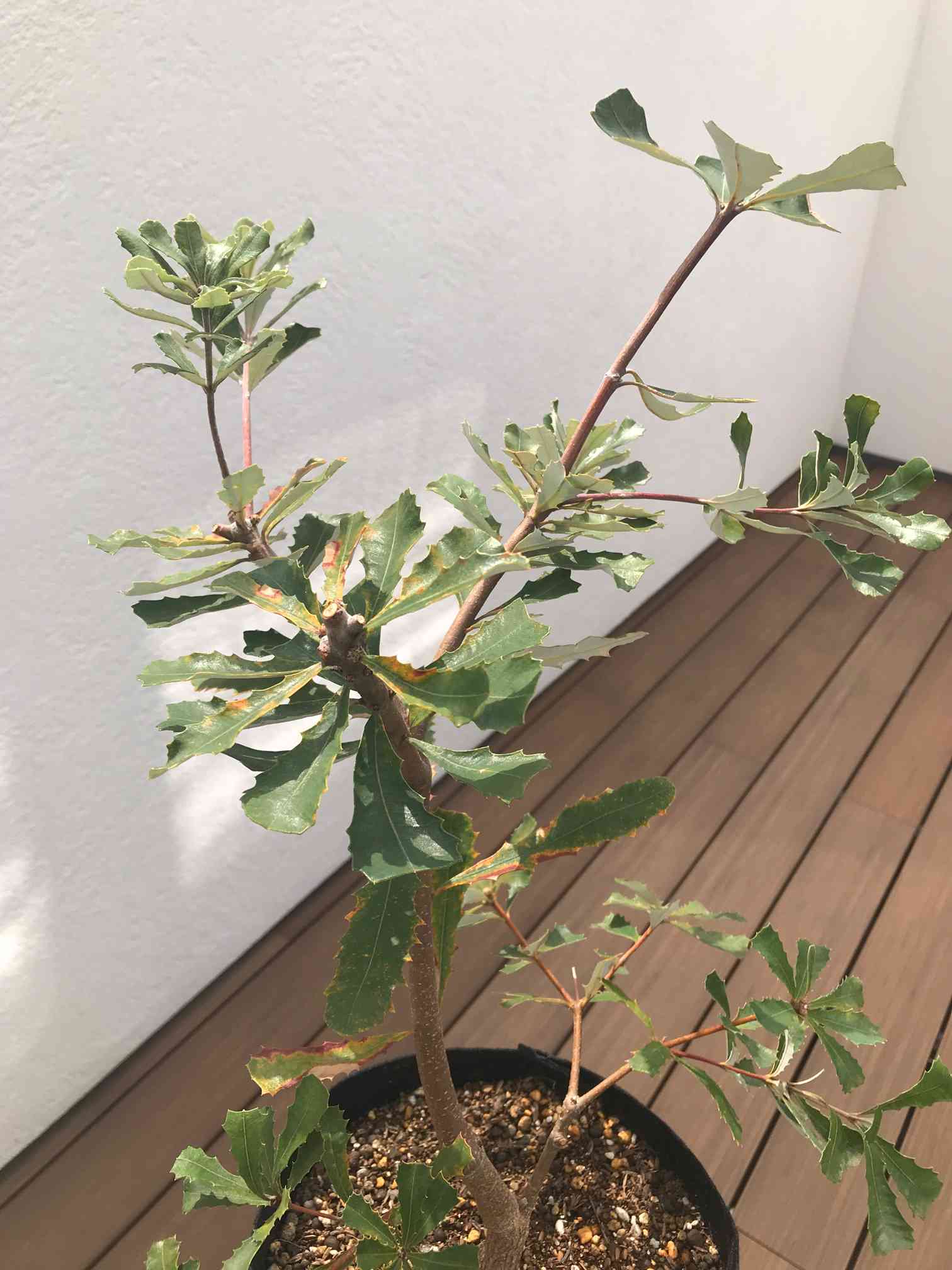 バンクシアの新芽｜🍀GreenSnap（グリーンスナップ）