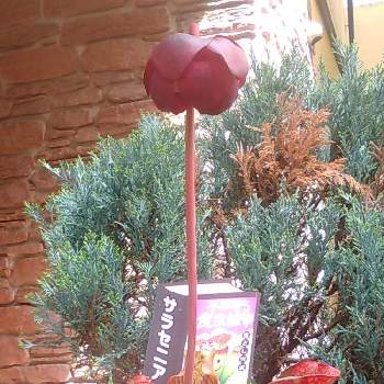 サラセニア プルプレアの投稿画像一覧 Greensnap グリーンスナップ