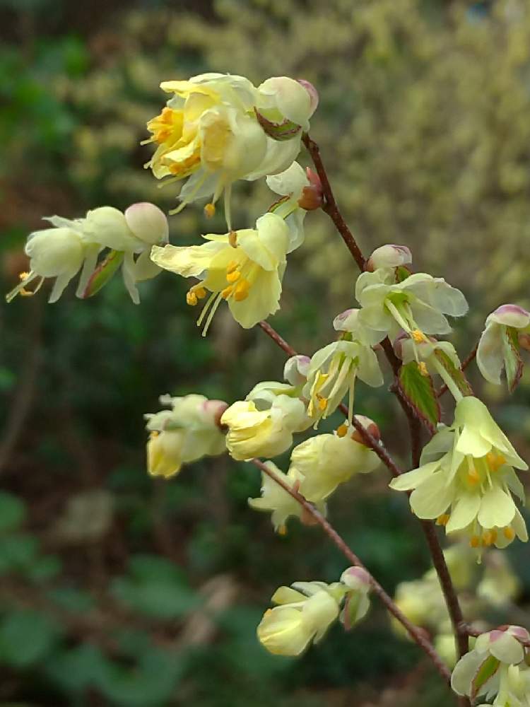 ヒュウガミズキの投稿画像 By ドロップさん 花散歩と花のある暮らし 21月3月30日 Greensnap グリーンスナップ