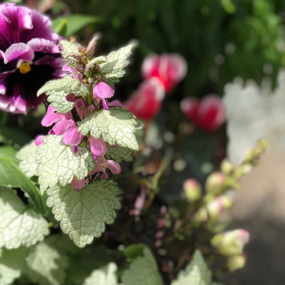 雨上がりの開花 撮ってだし Greensnap グリーンスナップ 雨上がりの開花 撮ってだし Greensnap グリーンスナップ