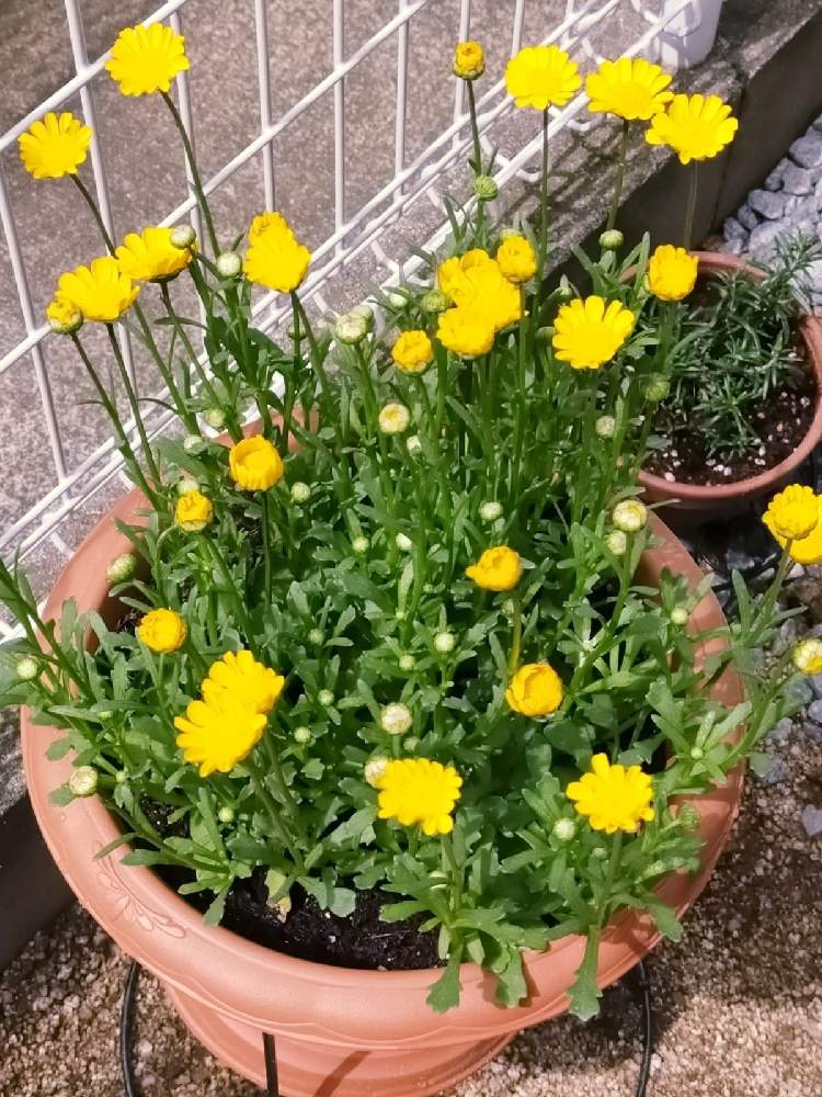 ローズマリーの投稿画像 By マフィンさん クリサンセマム ムルチコーレとお花のある生活 21月3月30日 Greensnap グリーンスナップ