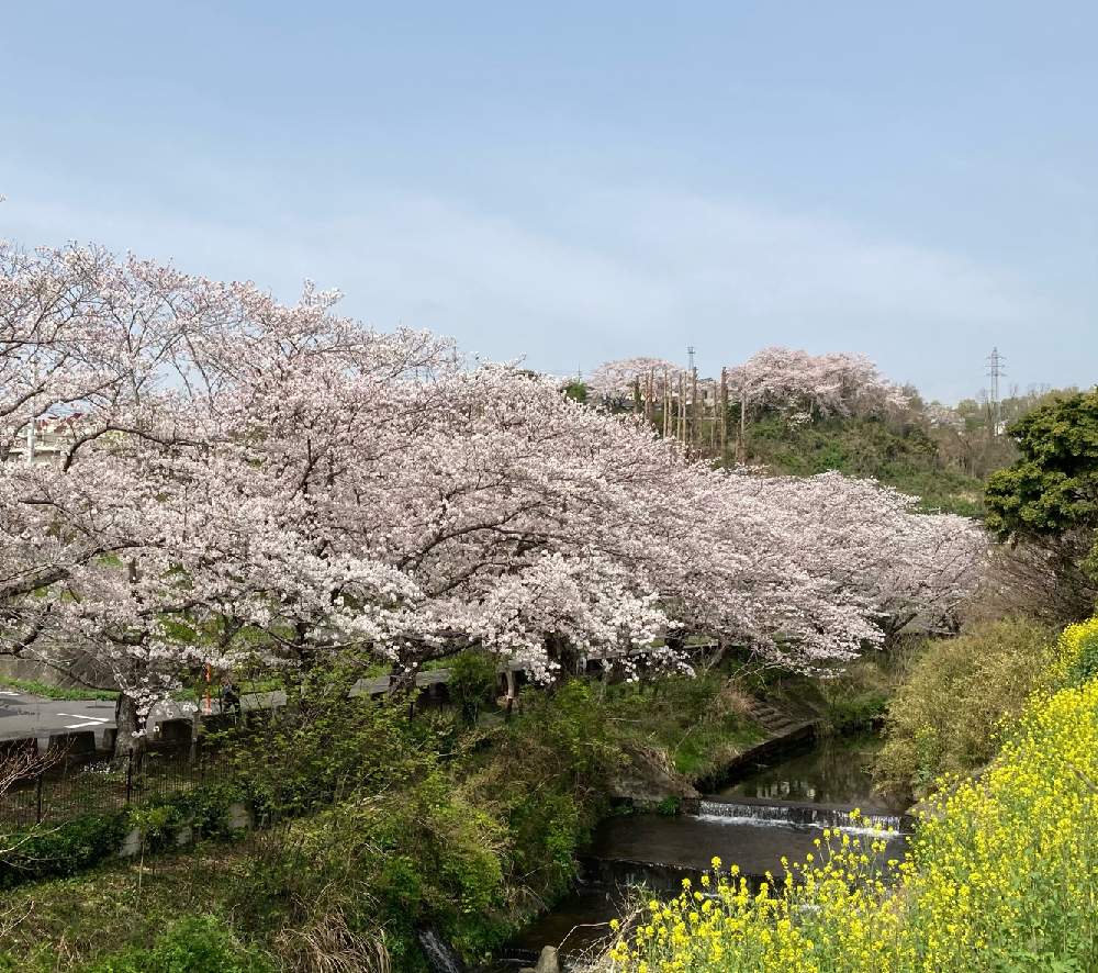 菜の花の投稿画像 By 典子さん ソメイヨシノとお出かけ先と花曇りとさくら満開とお買い物がてらと花曇りとさくら満開とお買い物がてら 21月3月30日 Greensnap グリーンスナップ Greensnap グリーンスナップ