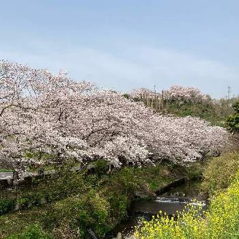 花曇りの投稿画像一覧 Greensnap グリーンスナップ