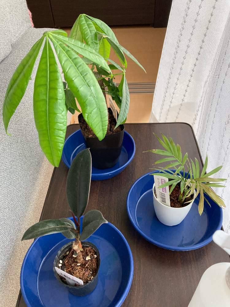 テーブルヤシの投稿画像 By 薫さん パキラとゴムの木と部屋と観葉植物と100均観葉植物と観葉植物と100均観葉植物 21月3月30日 Greensnap グリーンスナップ Greensnap グリーンスナップ