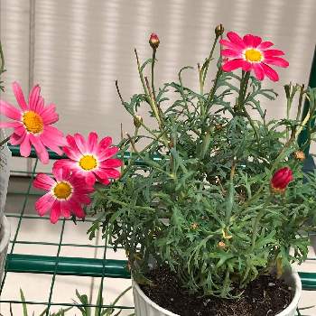 マーガレット Proven Winners Pw ガーデニング 園芸 花苗 低木 多肉植物 花 植物