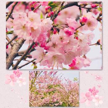 桜♡アーコレードの画像 by Toshieさん | お出かけ先とサクラ　アーコレードと初めて見た！と桜♡アーコレードといやされる♡とキレイ☆とGS映えとGSミニモニ。とさくら 桜 サクラと春らしいと癒されるとアーコレードと被災地にエールを…。と色がキレイと好きなお花と素敵と可愛い♡