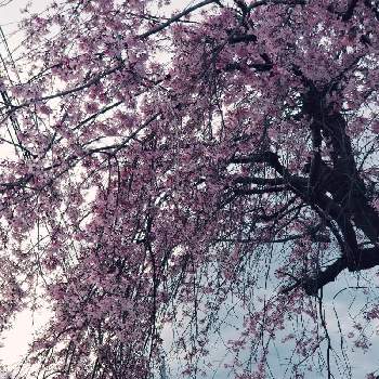 垂れ桜の画像 by はなちゃんさん | お出かけ先と垂れ桜とはなのある暮らしと幸せ時間とさくらと楽しい時間と『2021桜』フォトコンテスト