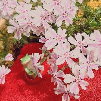 家でお花見の画像 by 桃ばあさん | バルコニー/ベランダとシバザクラとシバザクラ 多摩の流れとシバザクラ キャンディストライプとカエルのコポーと可愛い花とピンクのお花と家でお花見と花のある暮らしと小さな花とかわいい花と春に育てた花2021 