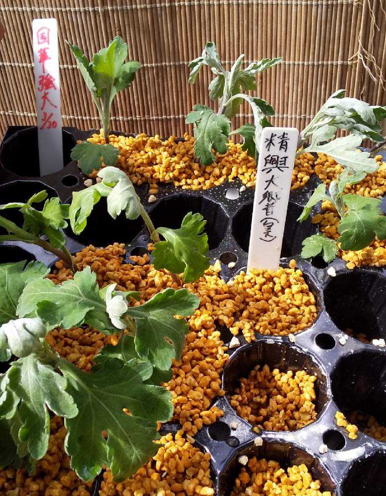 2021 大菊の記録｜🍀GreenSnap（グリーンスナップ）