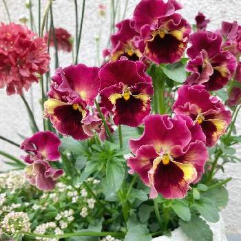 パンジー ムーランフリルの投稿画像一覧 Greensnap グリーンスナップ