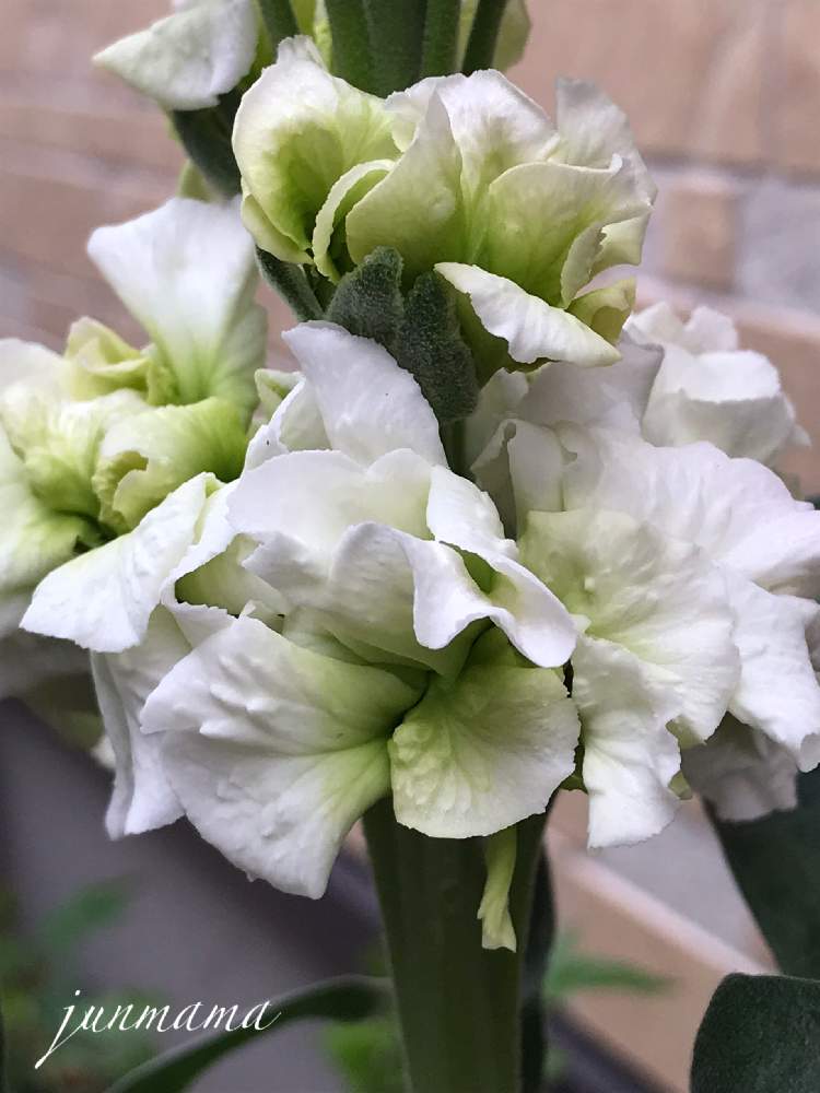 ストックの投稿画像 By Junmamaさん 種からの幸せと白いお花と切り花品種といい香りとお仏壇用に 21月3月30日 Greensnap グリーンスナップ