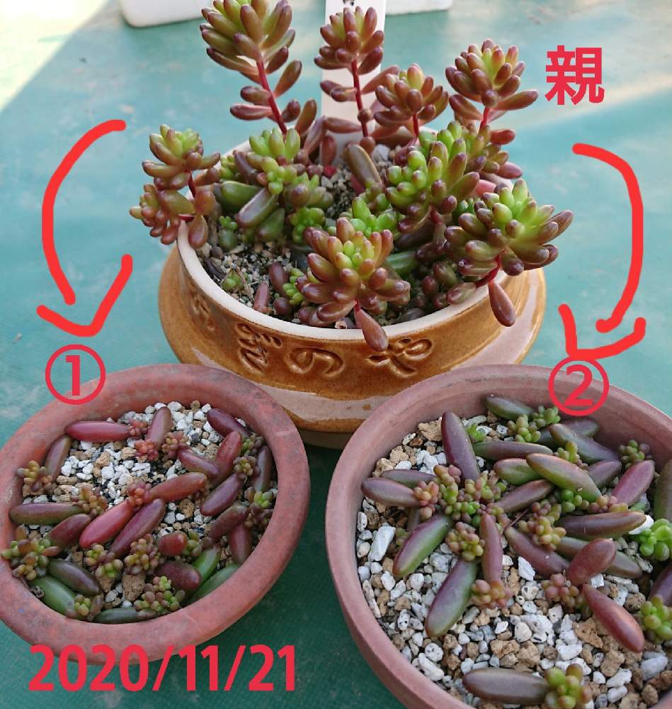 その他マカダミア ミニ葉挿し 10枚セット レア 多肉植物 - www ...