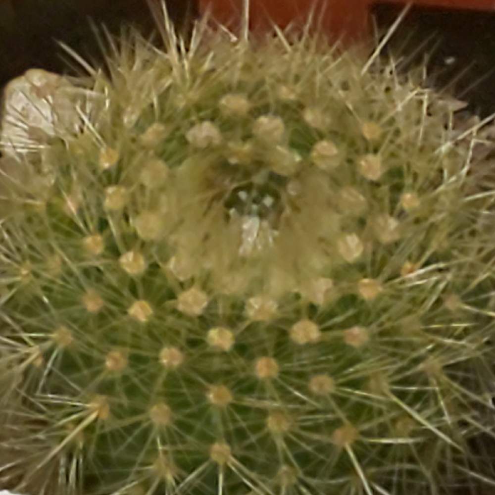 381 金晃丸の生長記録 22 02 09更新 Greensnap グリーンスナップ