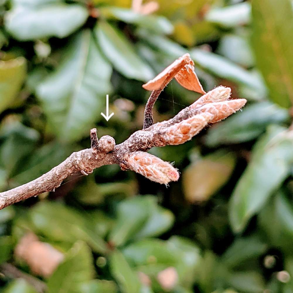 クヌギの投稿画像 By 青柑さん どんぐりとドングリの木とどんぐりの実とドングリとブナ科とコナラ属 21月3月30日 Greensnap グリーンスナップ